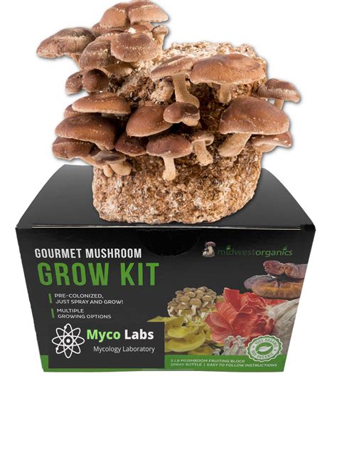 Unleash the Power of Magic Fungus in Your Own Backyard